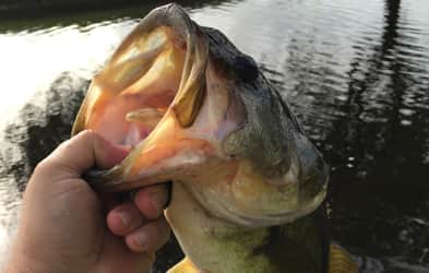 Big bass on Game Changer Fly
