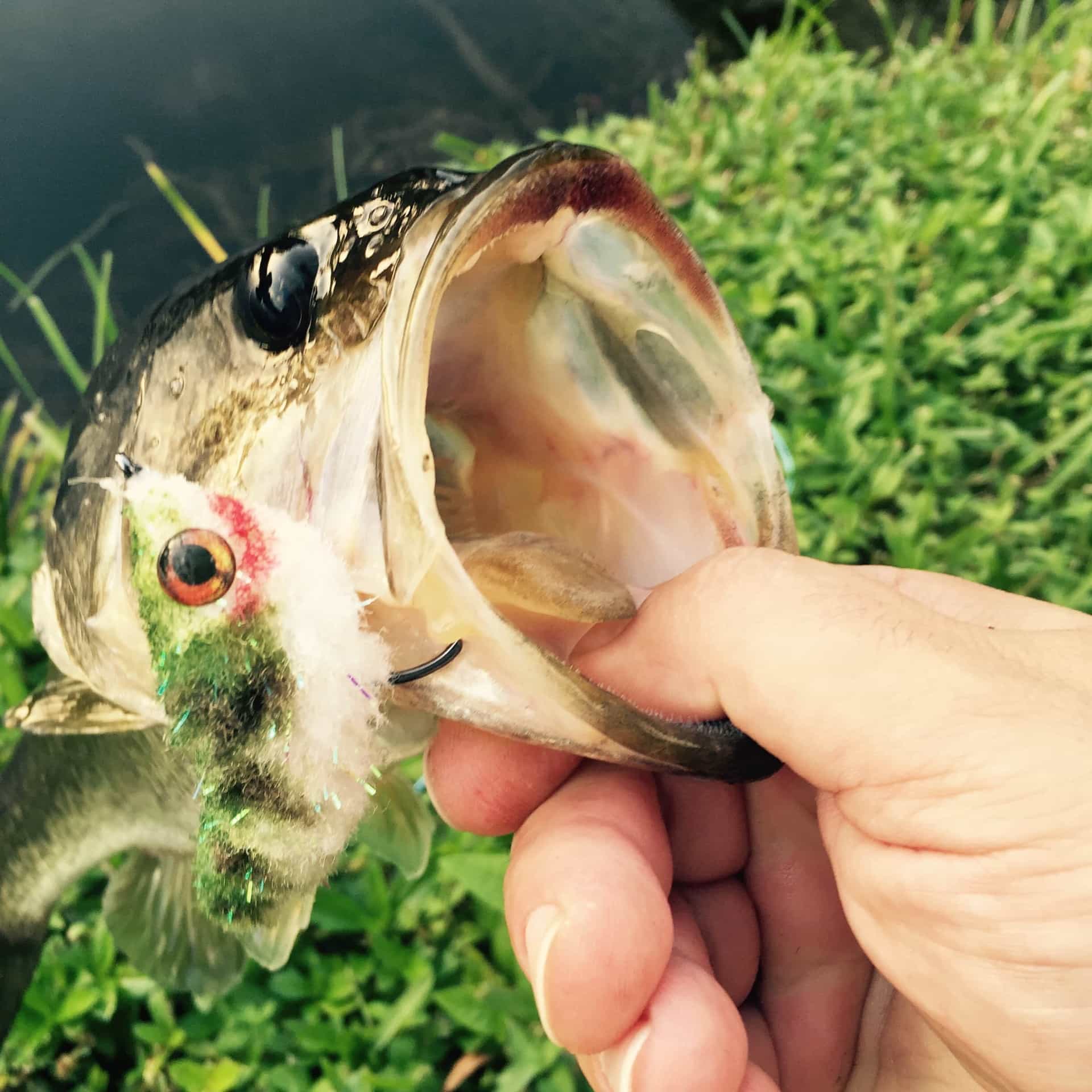 Bass Fishing With The Game Changer Ole Florida Fly Shop