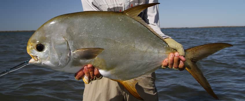 gene-indo-permit2 Indo-Pacific Permit