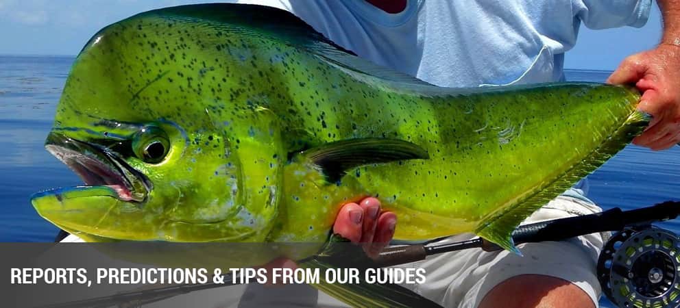 South Florida Fly Fishing Guide To A Successful Summer On The Water