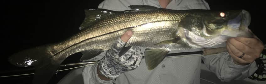 Snook at night on fly