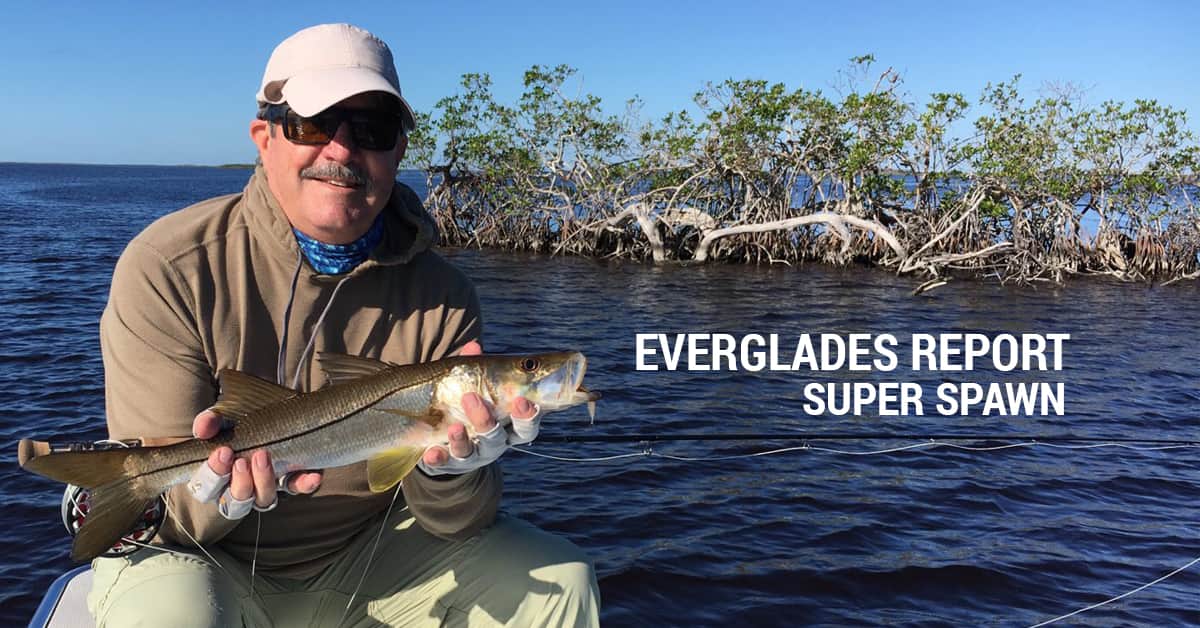 Super Spawn - Early Winter Everglades Report