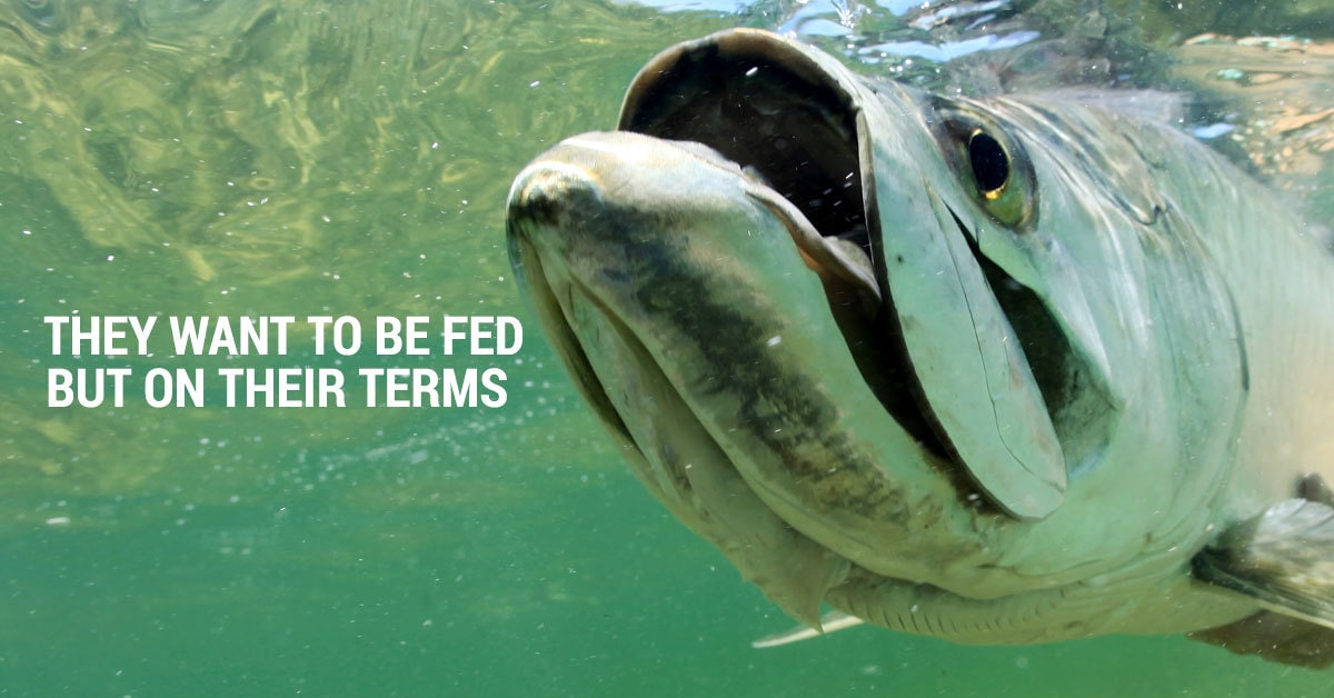 Five Tips To Feed More Tarpon