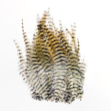 Barred Saddle Hackle - Tan/Blk