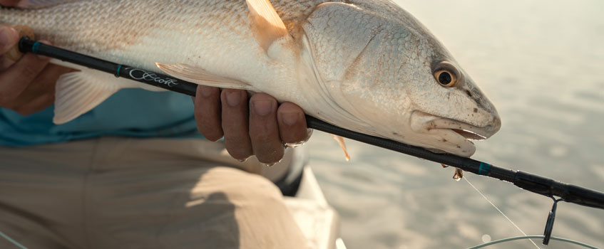 Scott Sector Fly Rod with Redfish