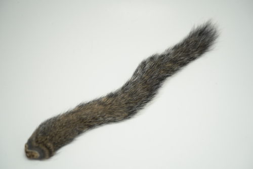Squirrel Tail Gray