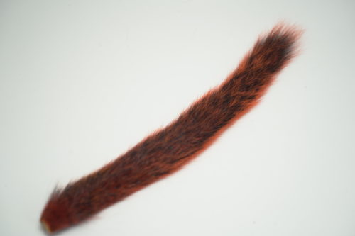 Squirrel Tail Orange