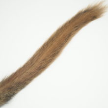 Squirrel Tail Fox
