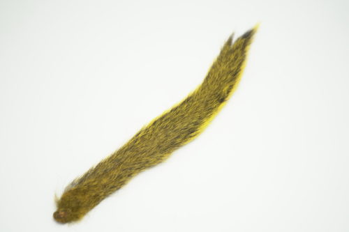 Squirrel Tail Yellow