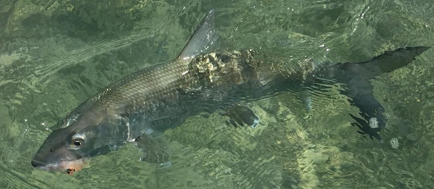 Biscayne Bay Bonefish