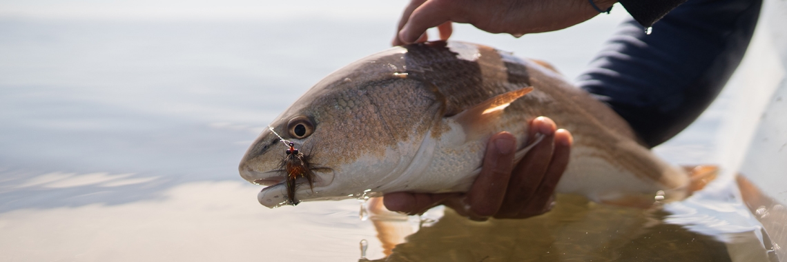 Redfish Blue Claw Fly