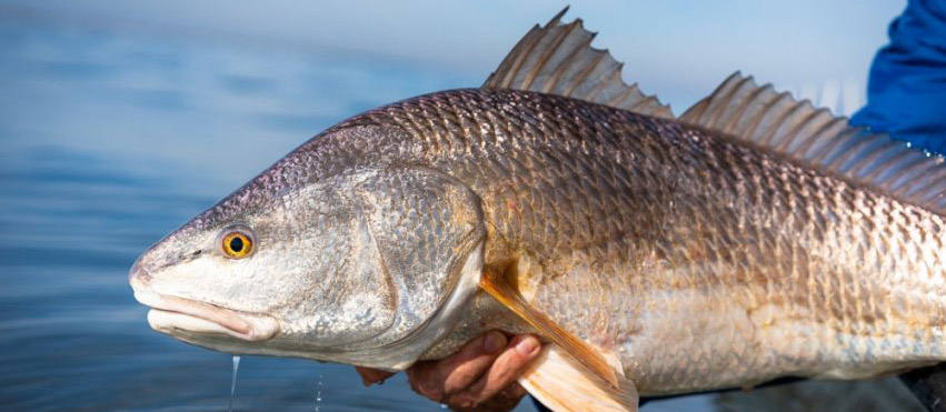 Louisiana Redfish Flies