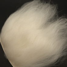 Icelandic Sheep - White