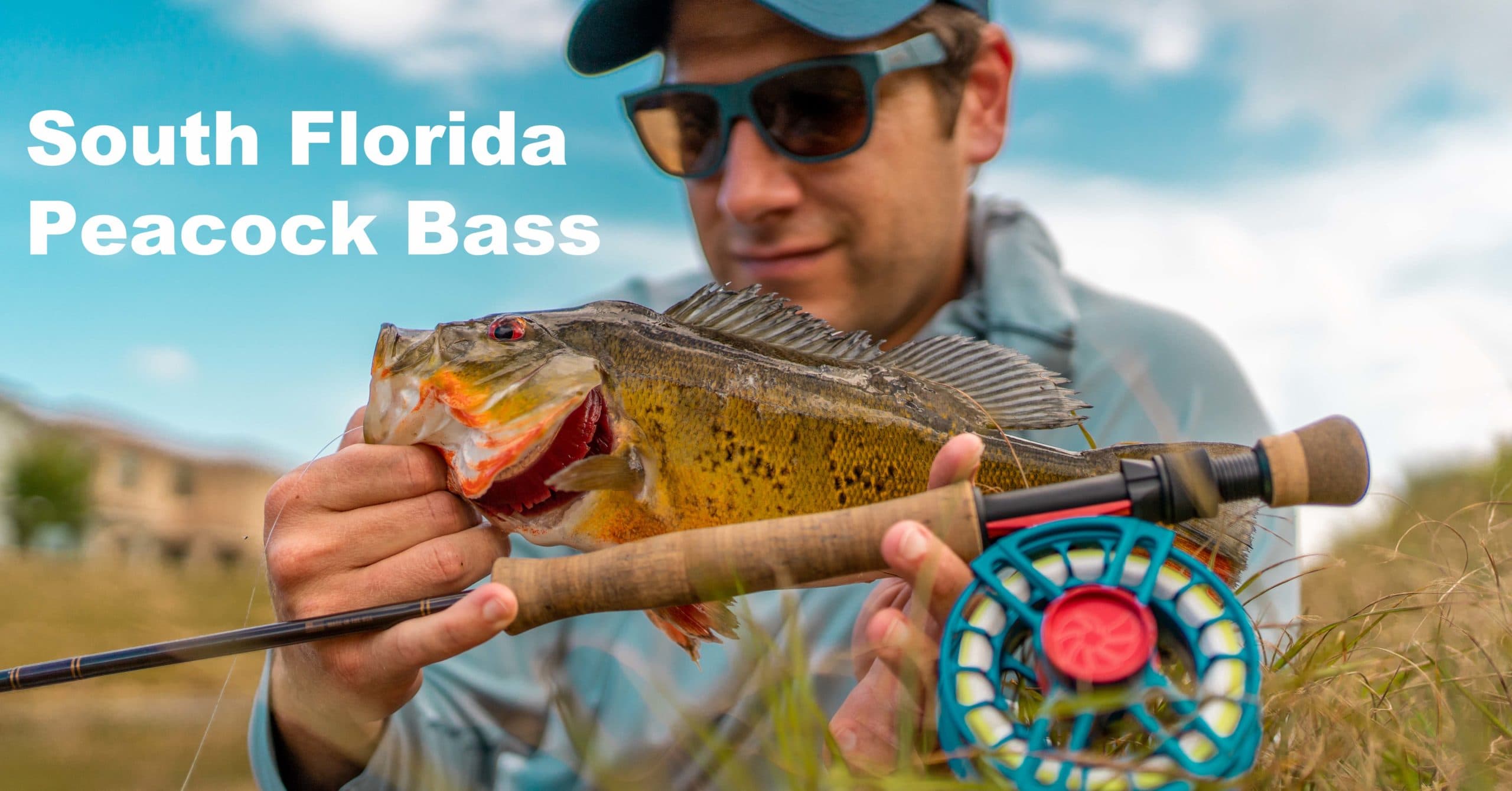 Fly Fishing South Florida Peacock Bass