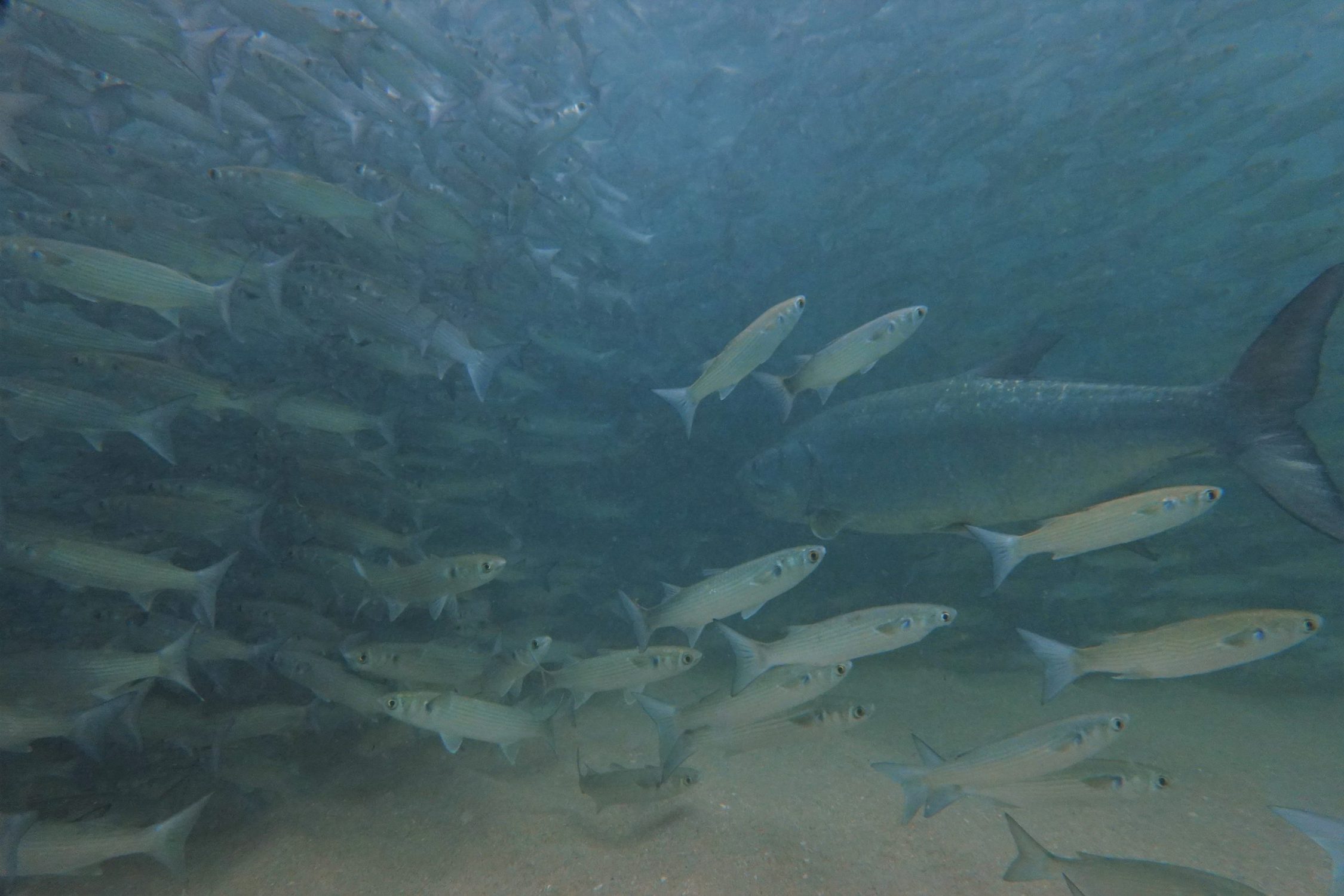 mullet run tarpon in mullet