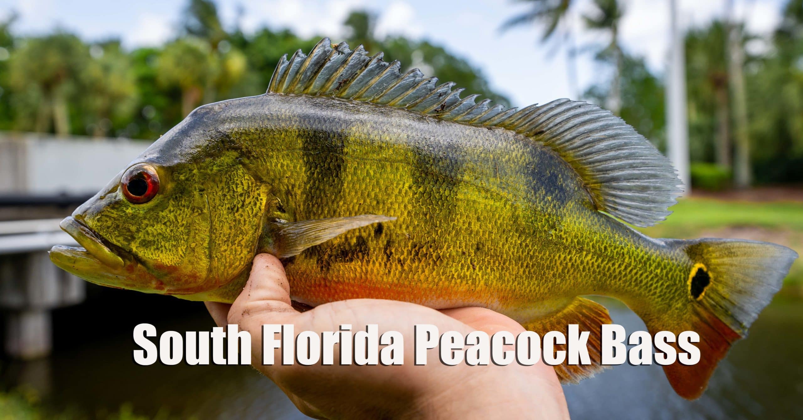Fishing Report Ole Florida Fly Shop