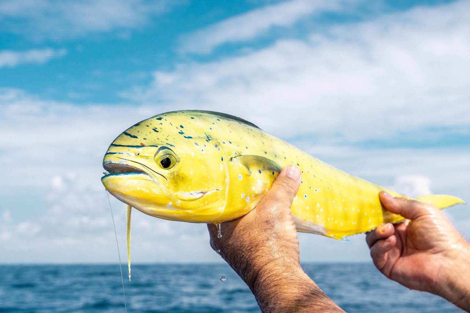 Fly Fishing Flies Premium Flies For Fly Fishing Ole Florida Fly Shop