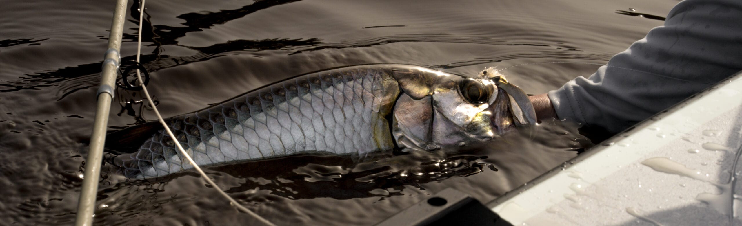 Our Top 10 Tarpon Flies