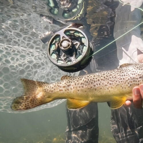 Redington Ace - Image 4