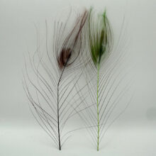 Stripped Peacock Eyes