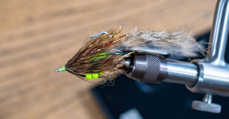 swimming shrimp