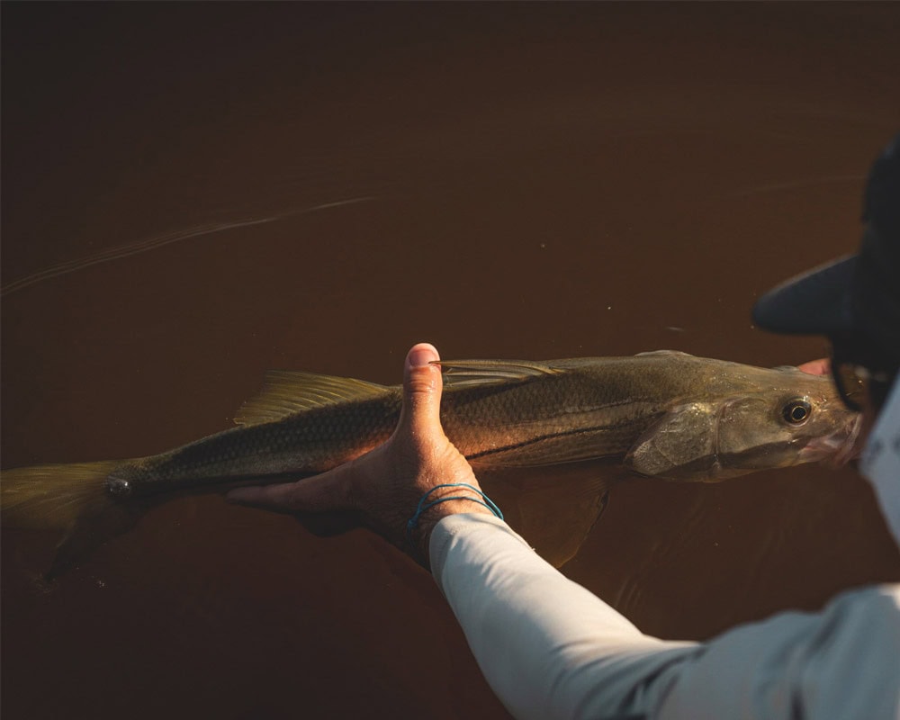 The leader - 20lb class