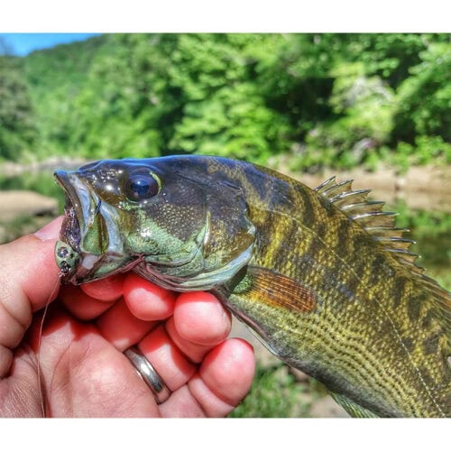 Fish-Skull® Bandito Sculpin Head - Image 13