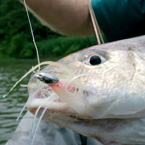 Fish-Skull® Bandito Sculpin Head - Image 17