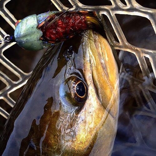 Fish-Skull® Bandito Sculpin Head - Image 18