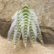 Galloup’s Fish Feathers – Grizzled - chartreuse/Black