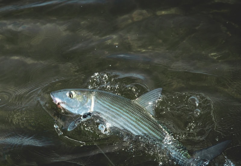 Bonefish Destination Fly boxes