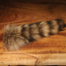 Complete Raccoon Tail